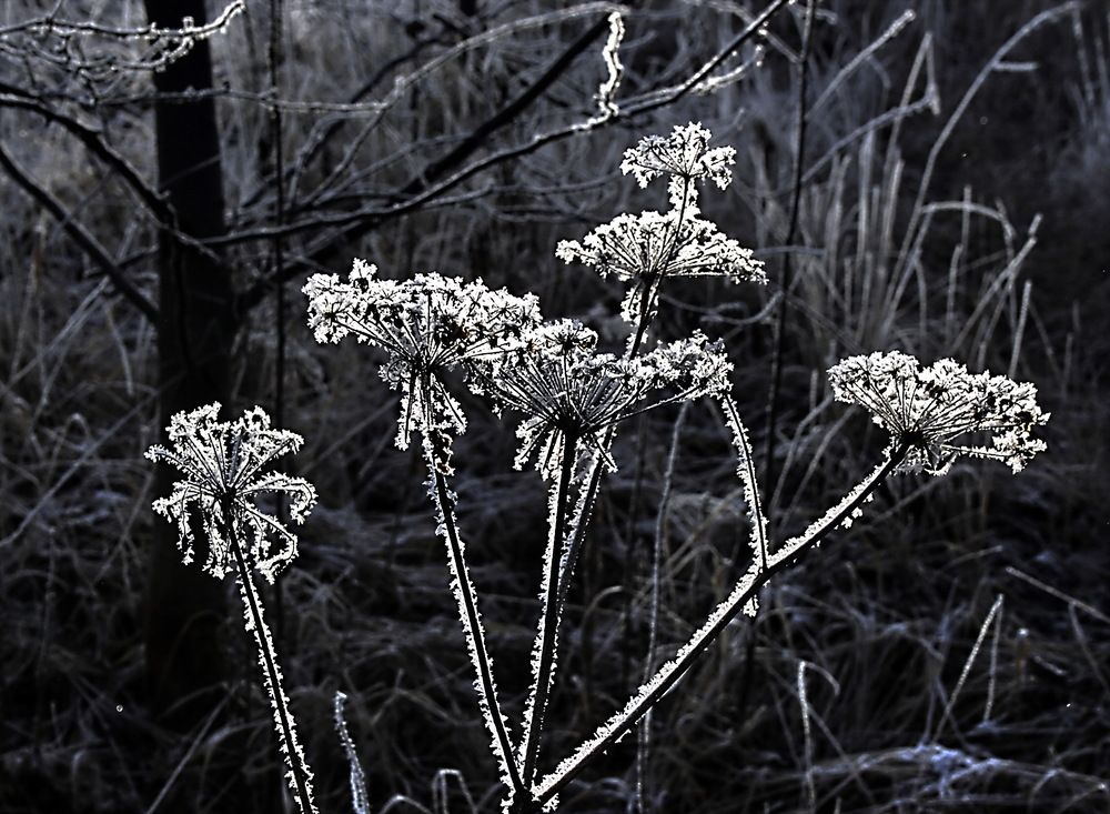 Photograph by Александр Лазебник