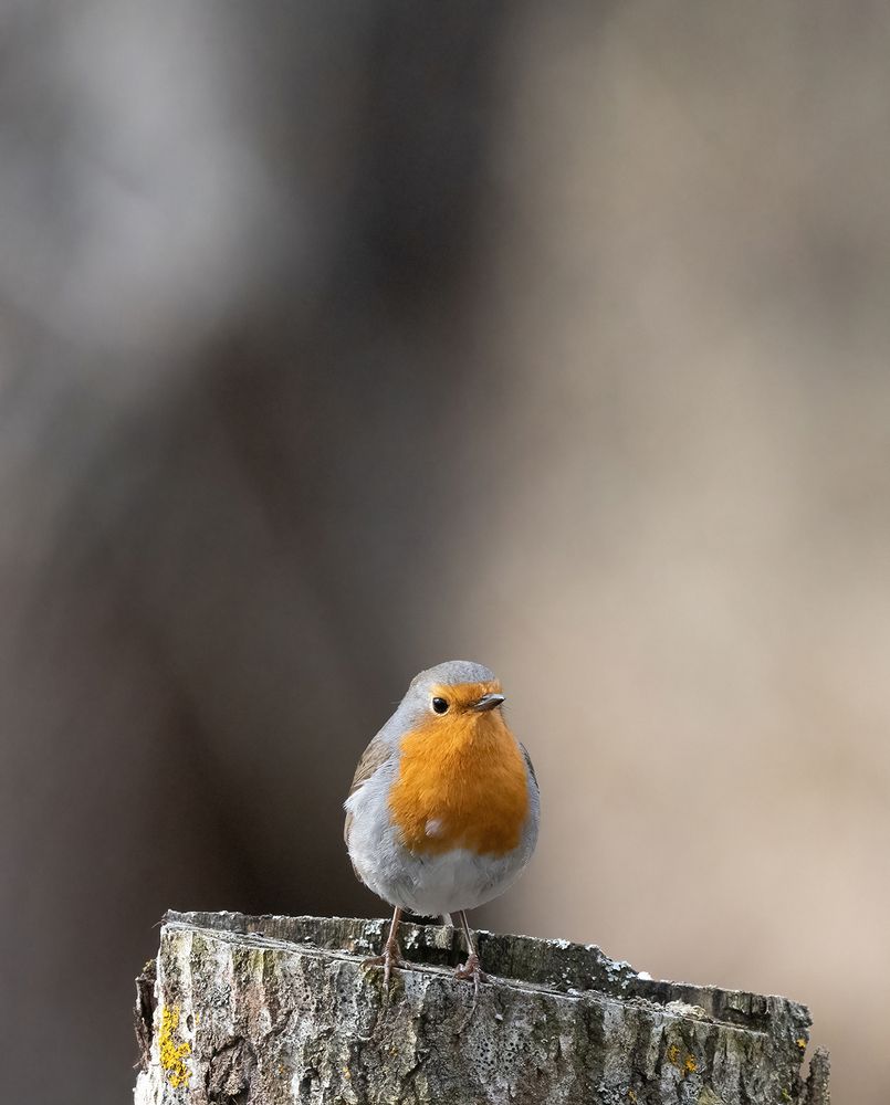 Robin