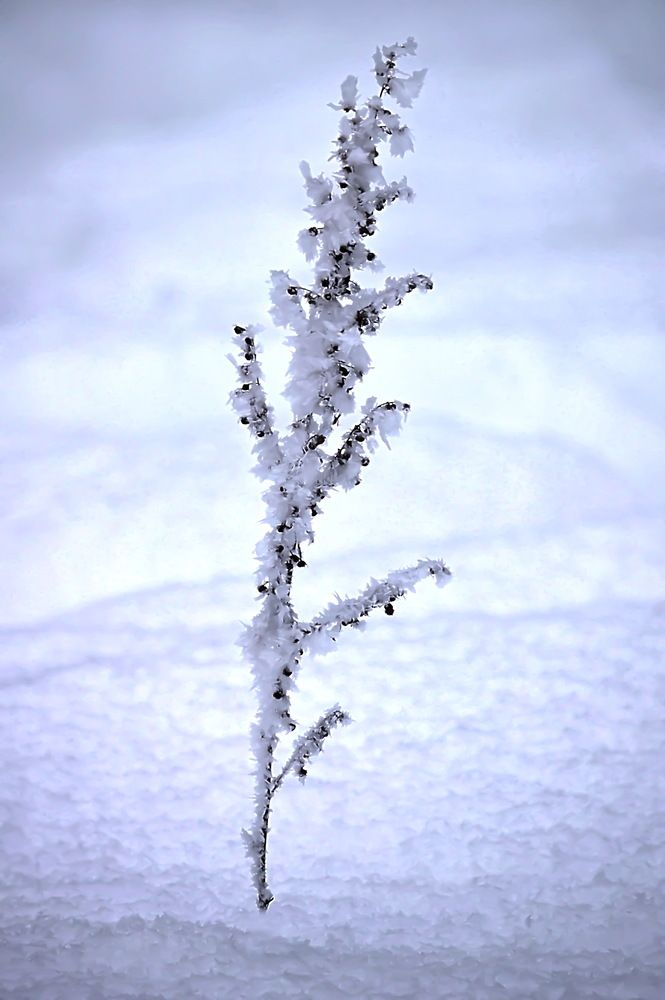 Вся покрыта инеем, абсолютно вся