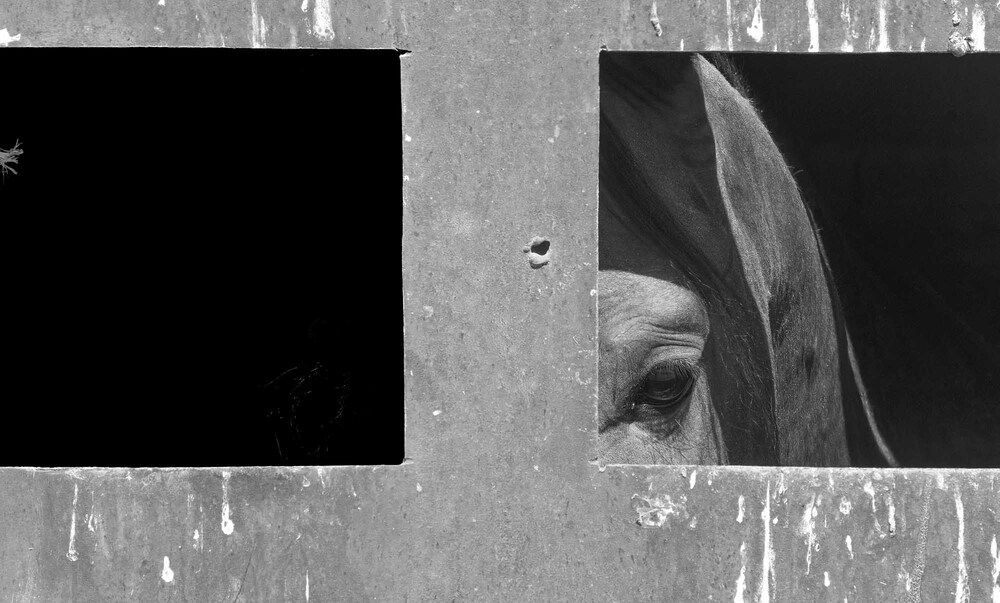 Photograph by Farid Azadi