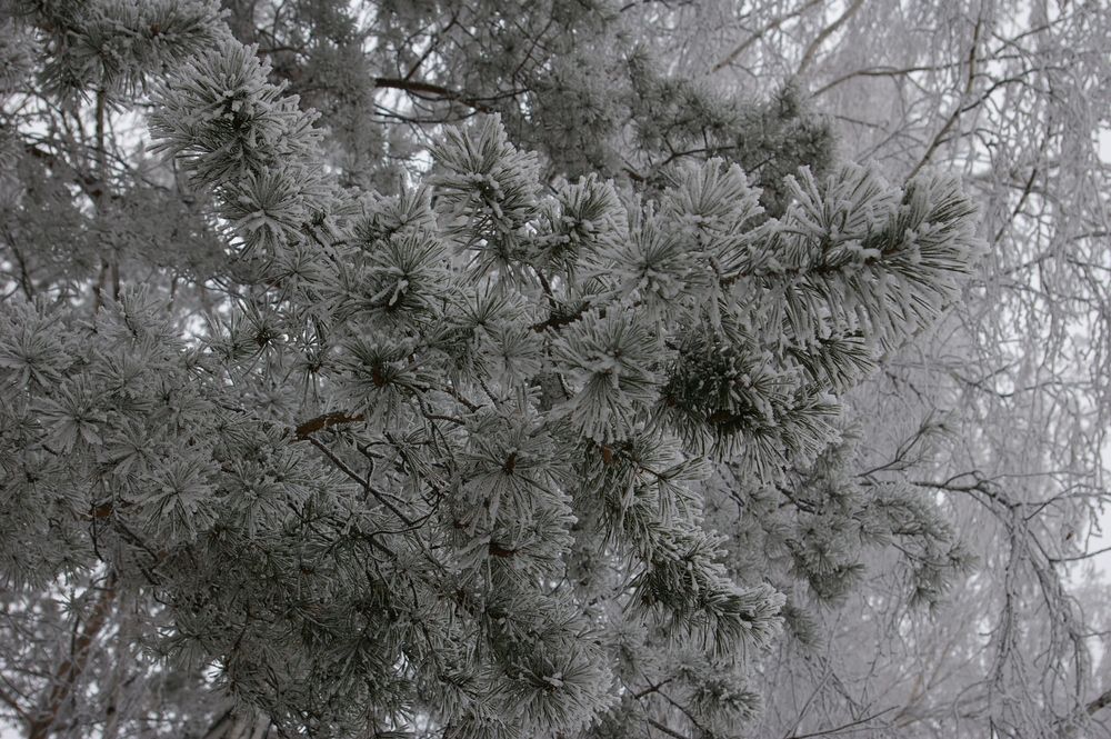 Photograph by Елена Алешкевич