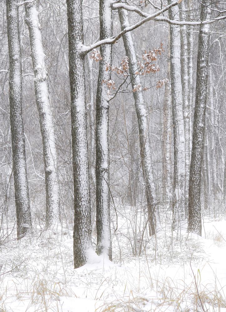 Photograph by Владимир Зайцев