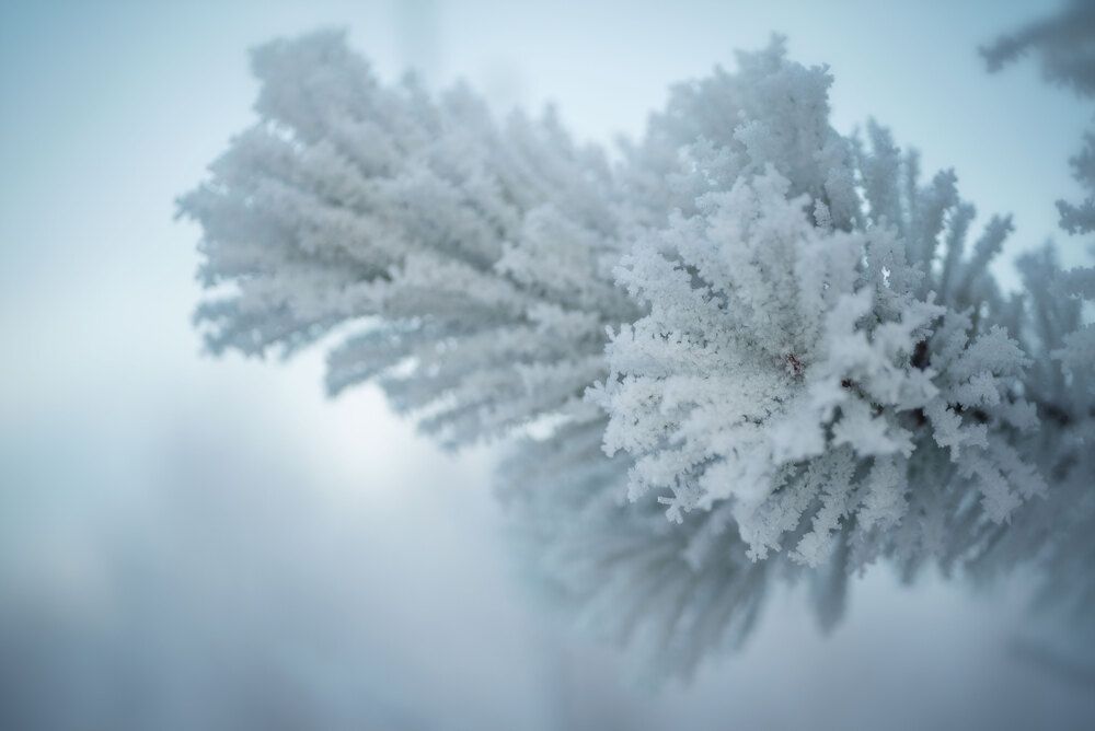 Photograph by Марина Зборацкая