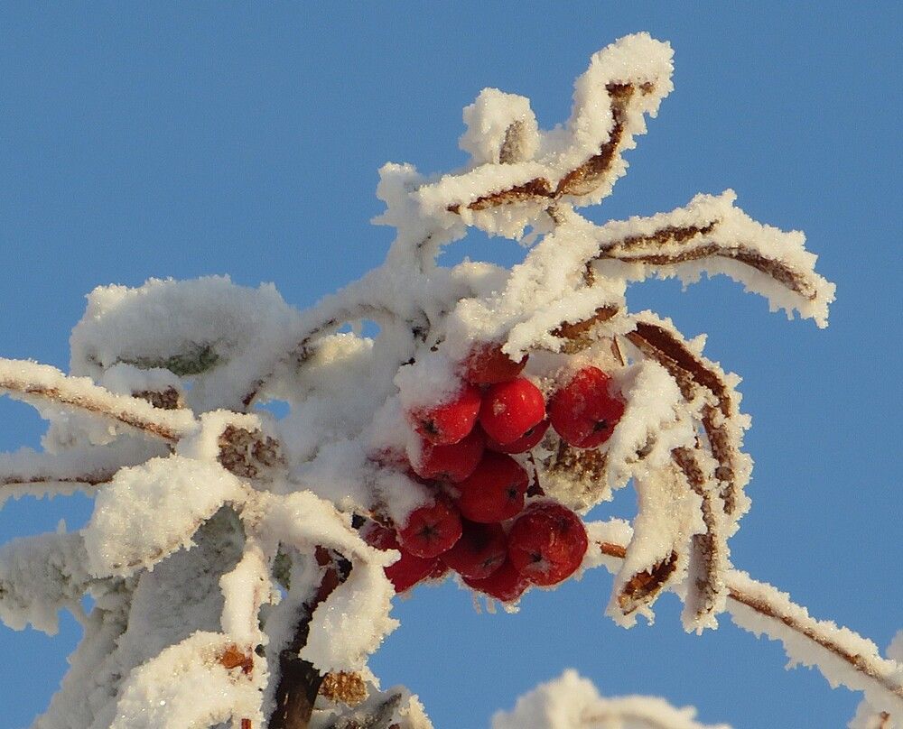 Рябина в сахаре