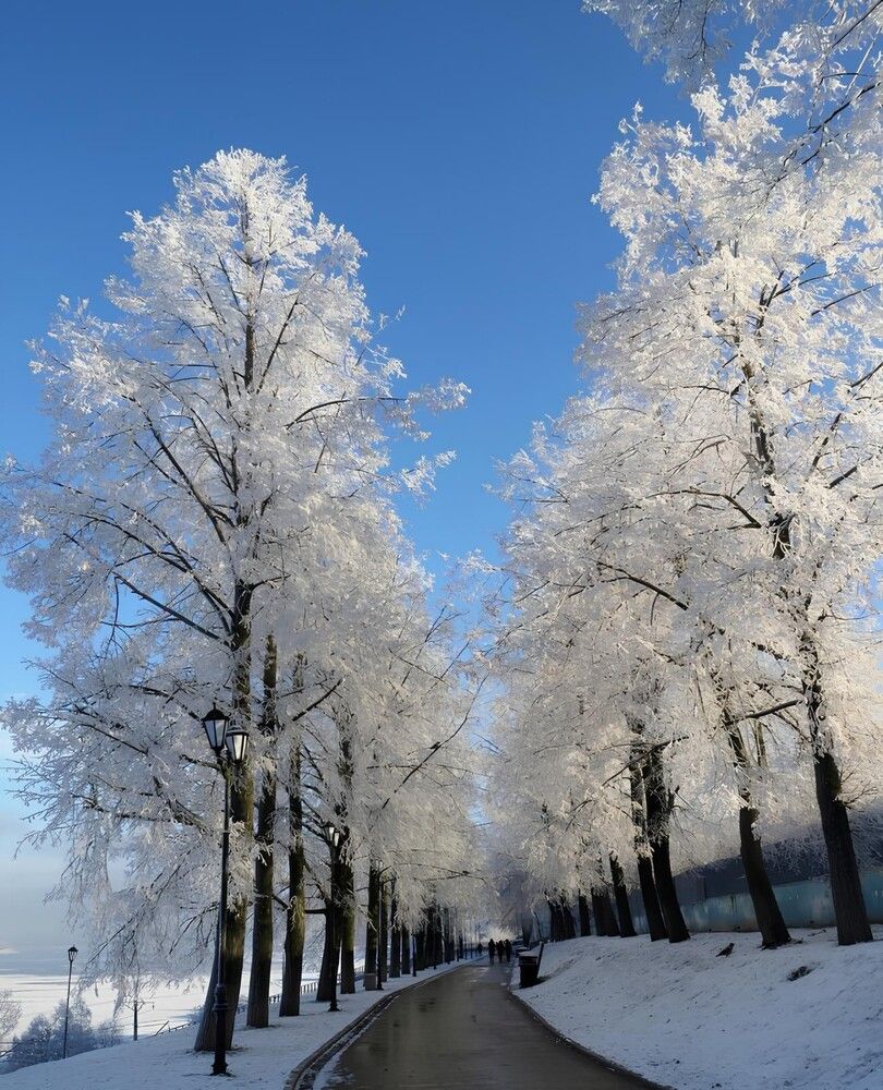 Липовая аллея