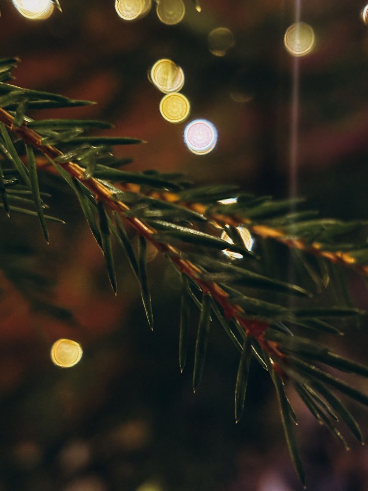 Фотография автора Елена Михалева