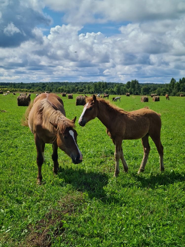 Photograph by Ирина Хлебникова