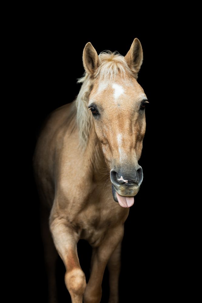 Фотография автора Tereza Rozehnalová