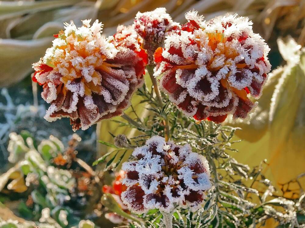 Photograph by Игорь Чеботарёв