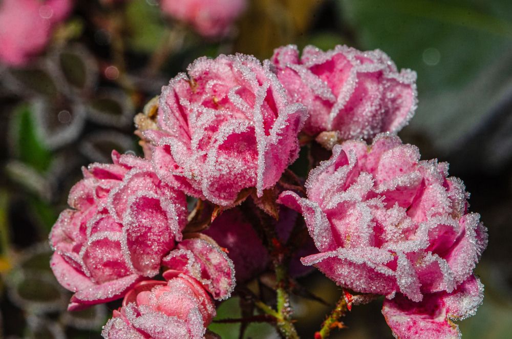 На не долгое мгновенье одеты, в тоненький узор