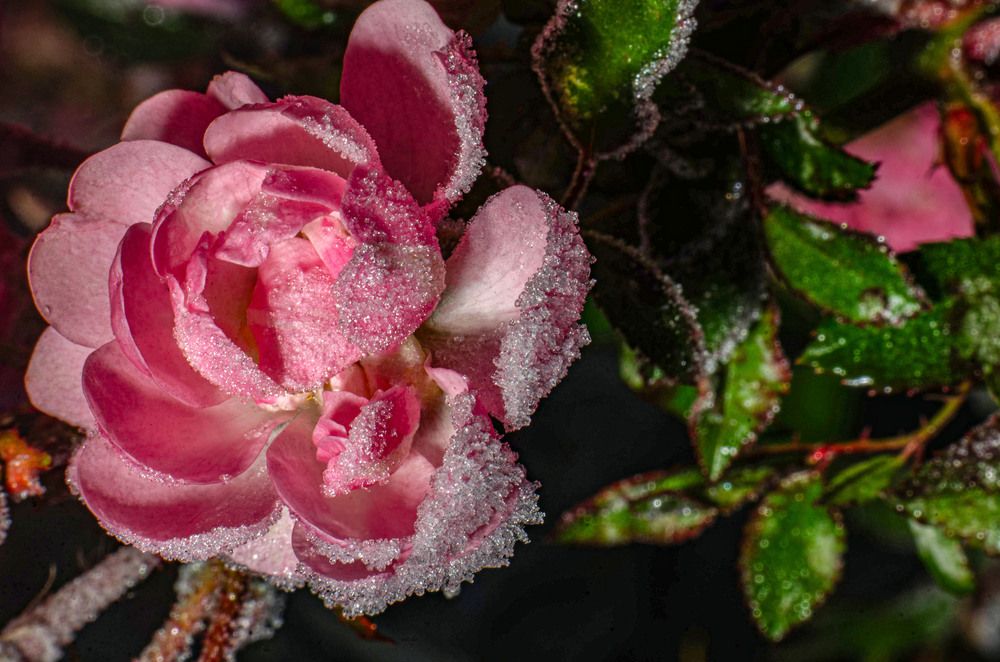 Photograph by Римма Волченко