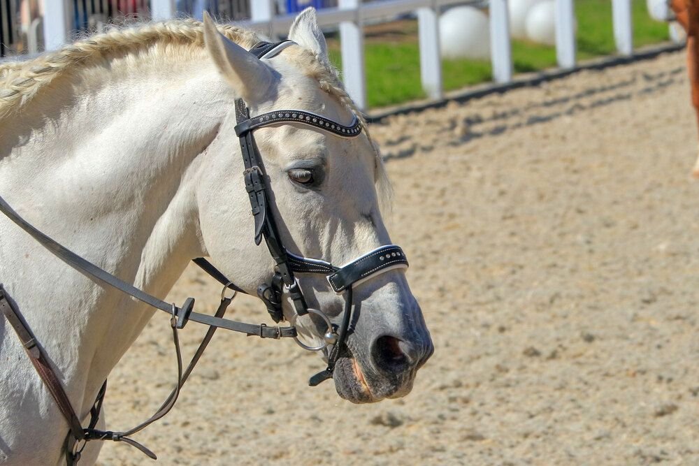 Фотография автора Светлана Долотова
