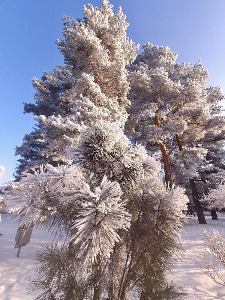 Photograph by Elena Ibragimova