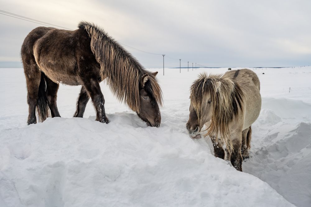 Фотография автора ARTEM KORZHUKOV
