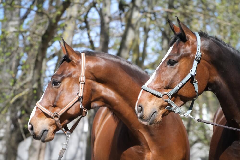 Фотография автора Igors Rostikovs