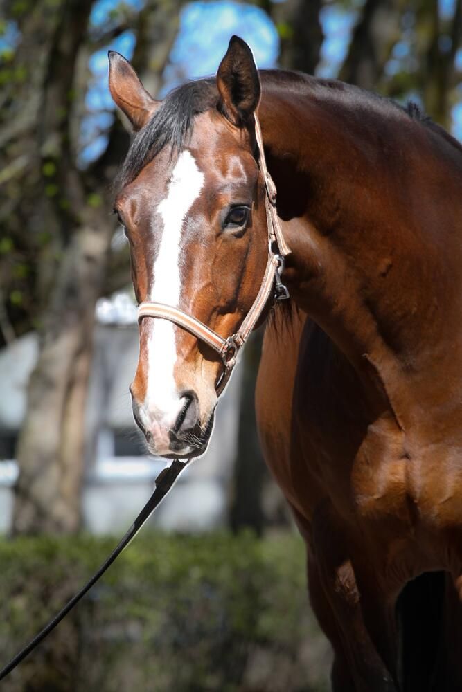 Фотография автора Igors Rostikovs