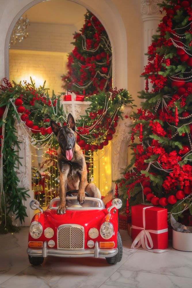 Фотография автора Третьякова Анастасия