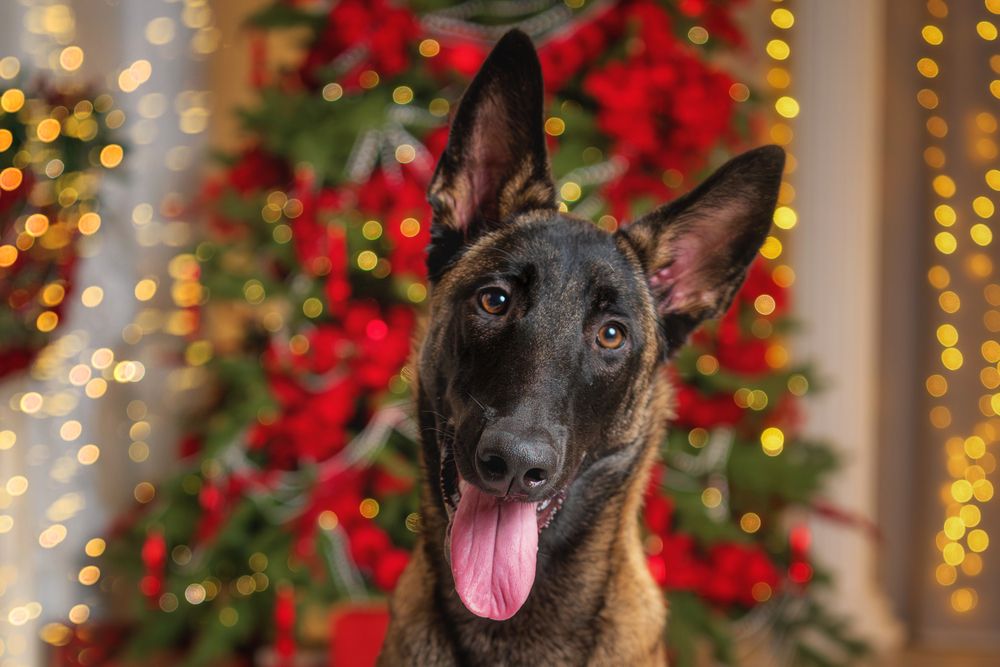 Фотография автора Третьякова Анастасия