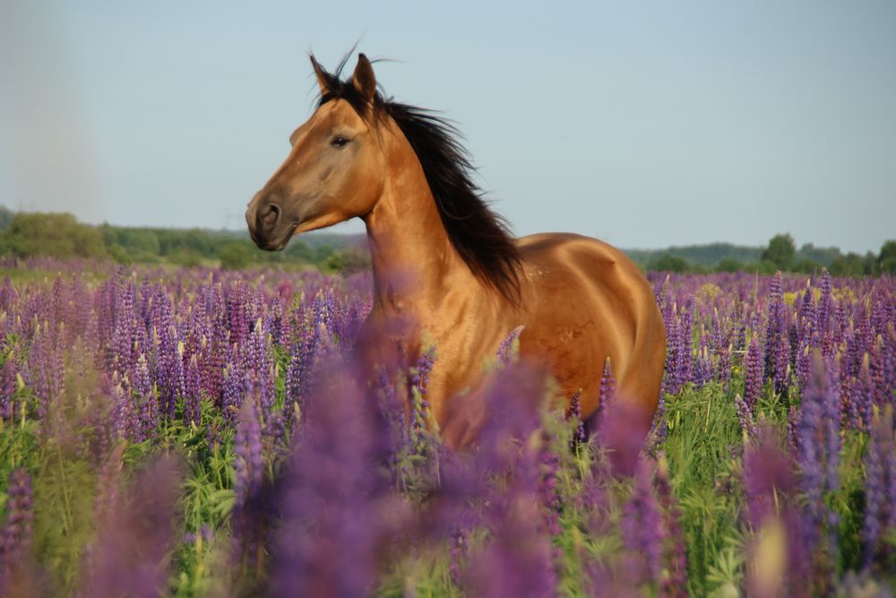 Photograph by Дашима