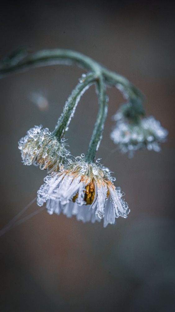 Photograph by Ольга Шайдулина