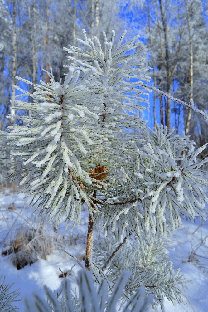 Photograph by Москалев Андрей