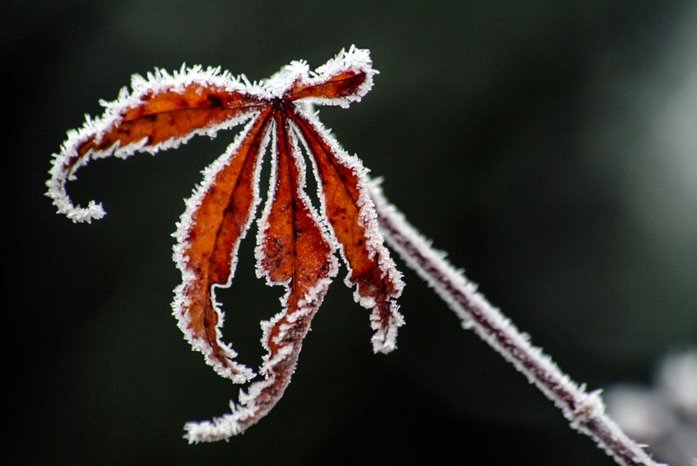 Фотография автора Chorche Prigo