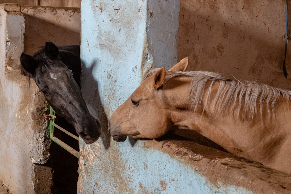 Photograph by Morteza pahang