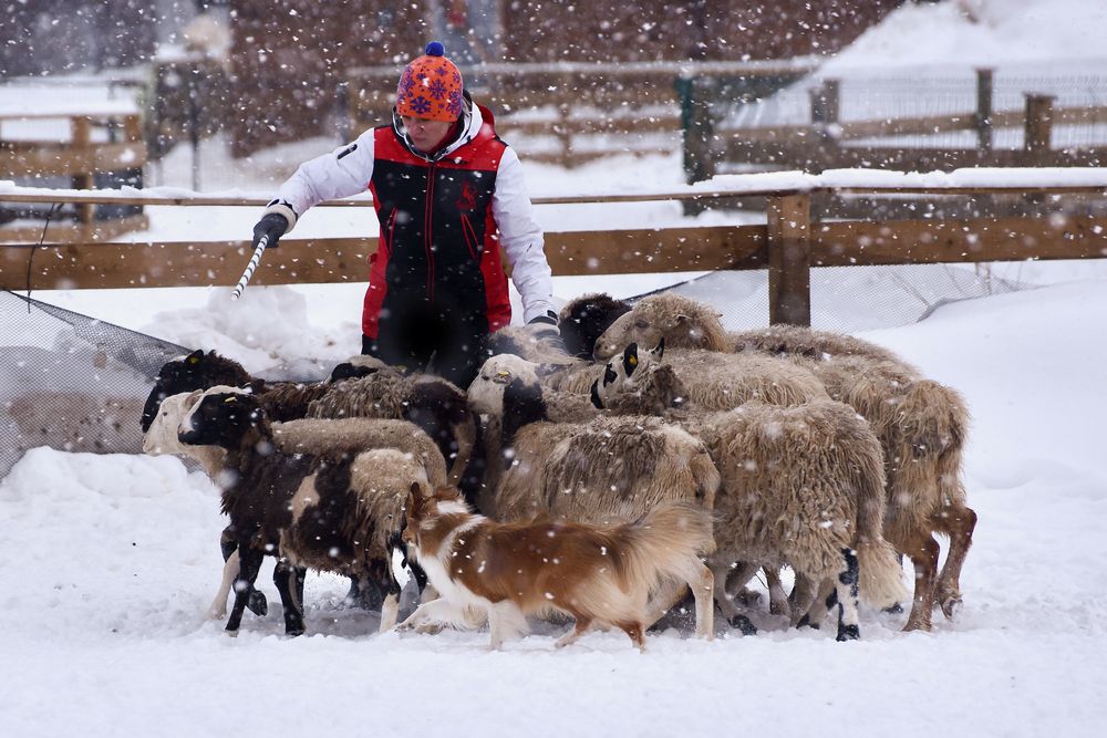 Зимняя пастьба