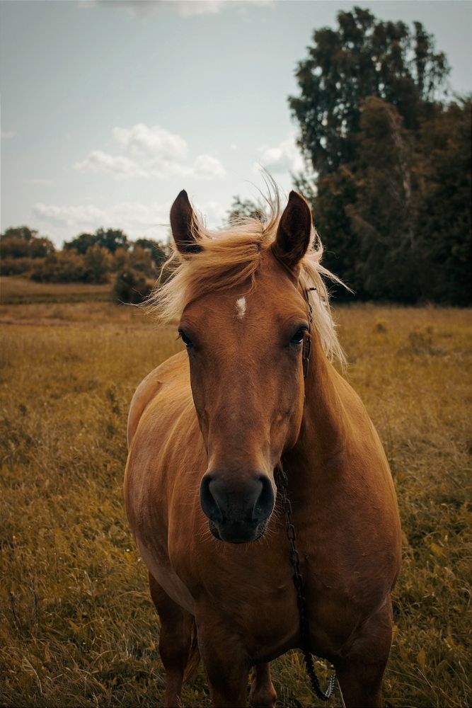 Фотография автора Виктория Трущенко