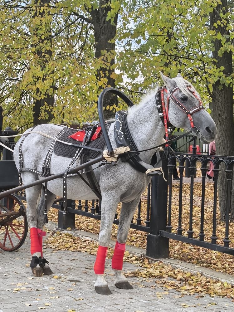 Фотография автора Елена Охапкина