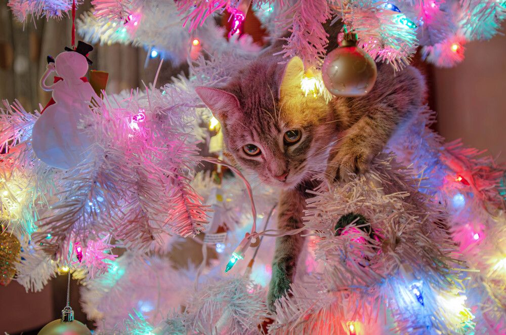 Фотография автора Ramin Barzegar