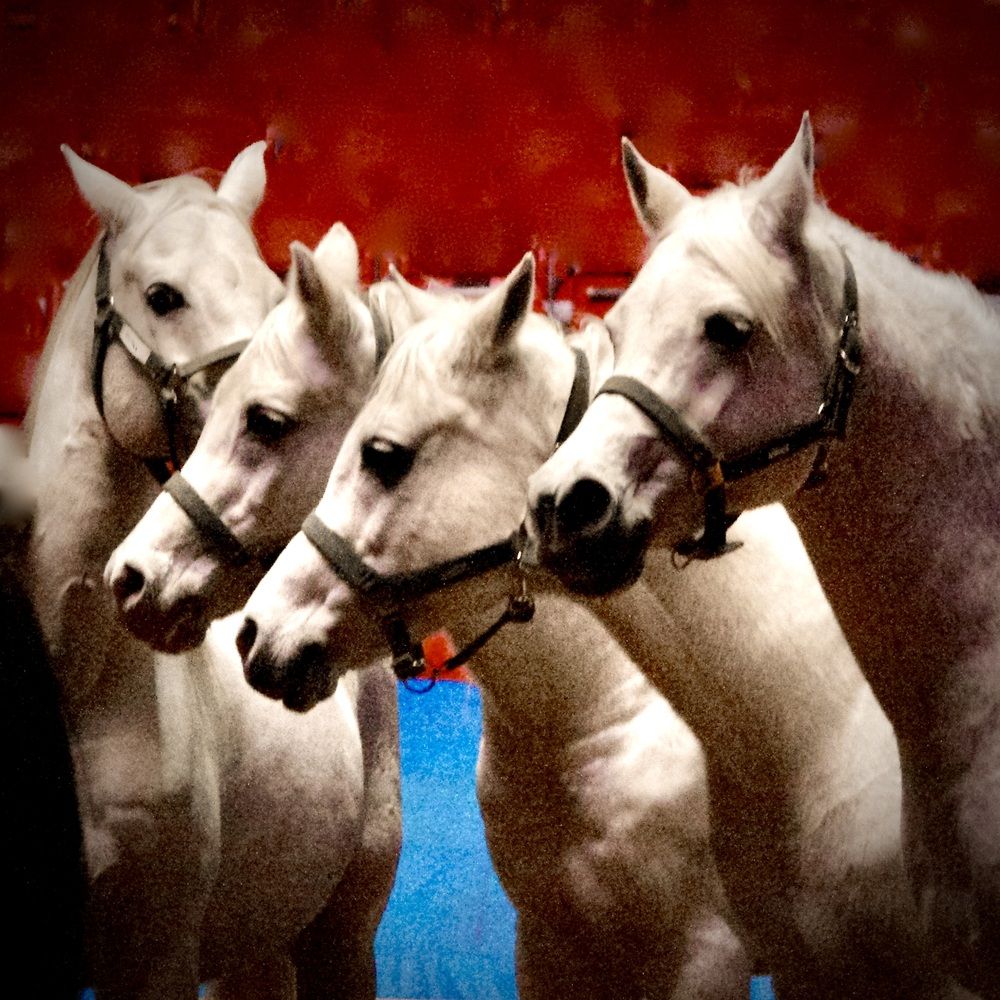 Photograph by Dario Meroni