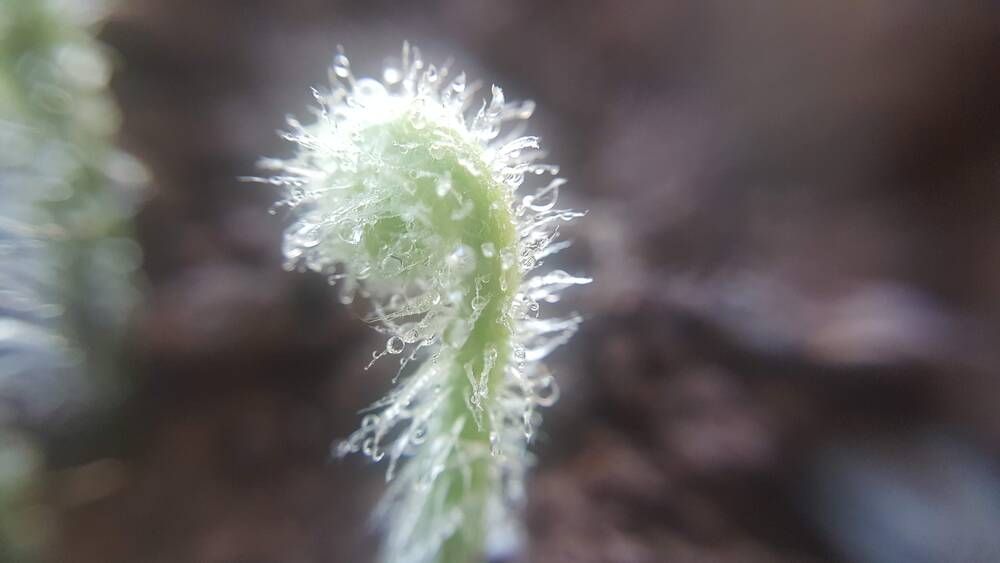 Photograph by Abdallah Khader