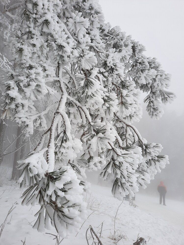 Photograph by Елена