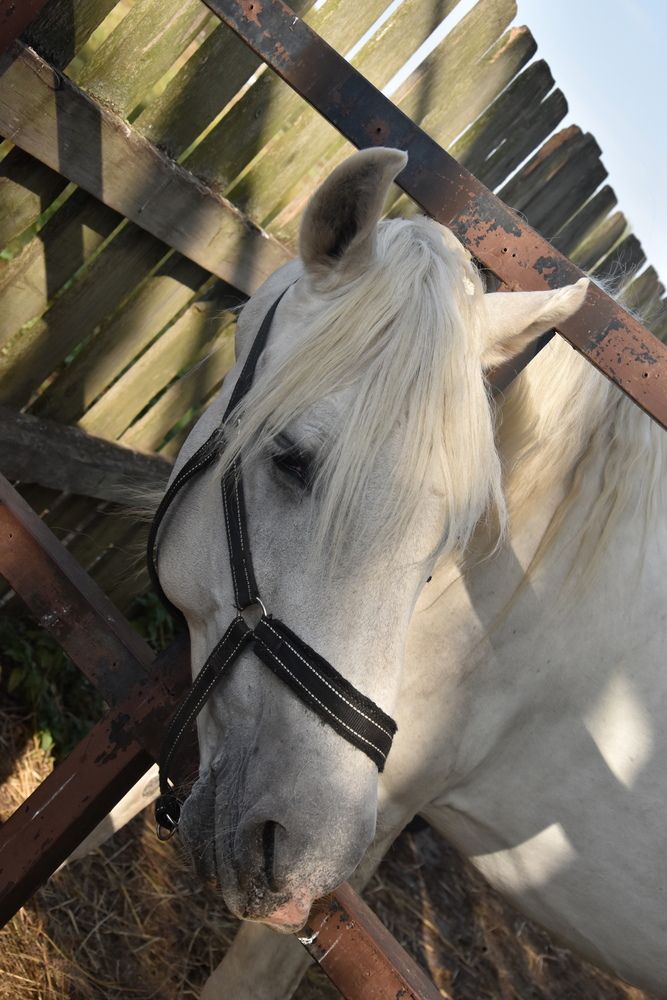 Photograph by Dimon Grinih