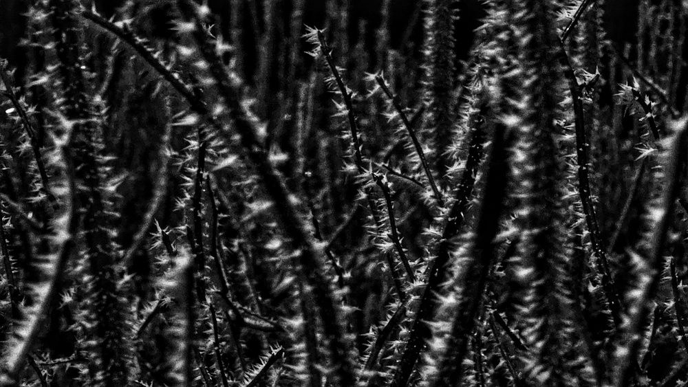 Photograph by Степан Макрушин