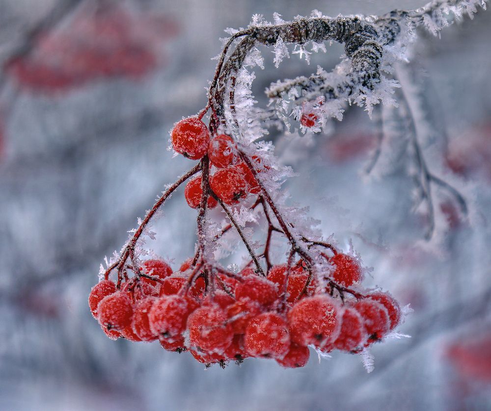 Кисть рябины в морозное утро