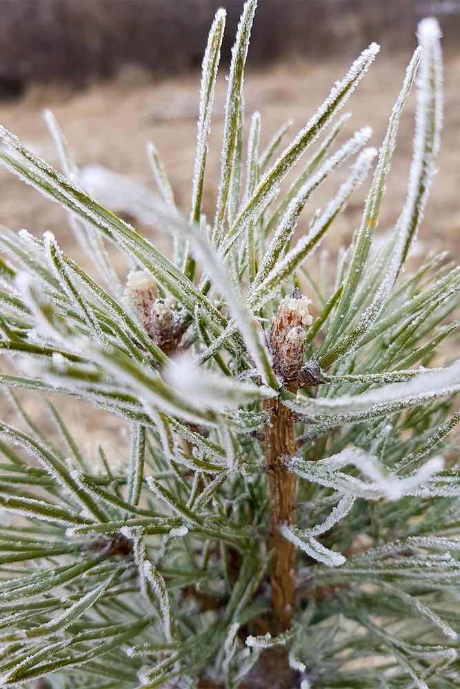 Фотография автора Игорь Кот