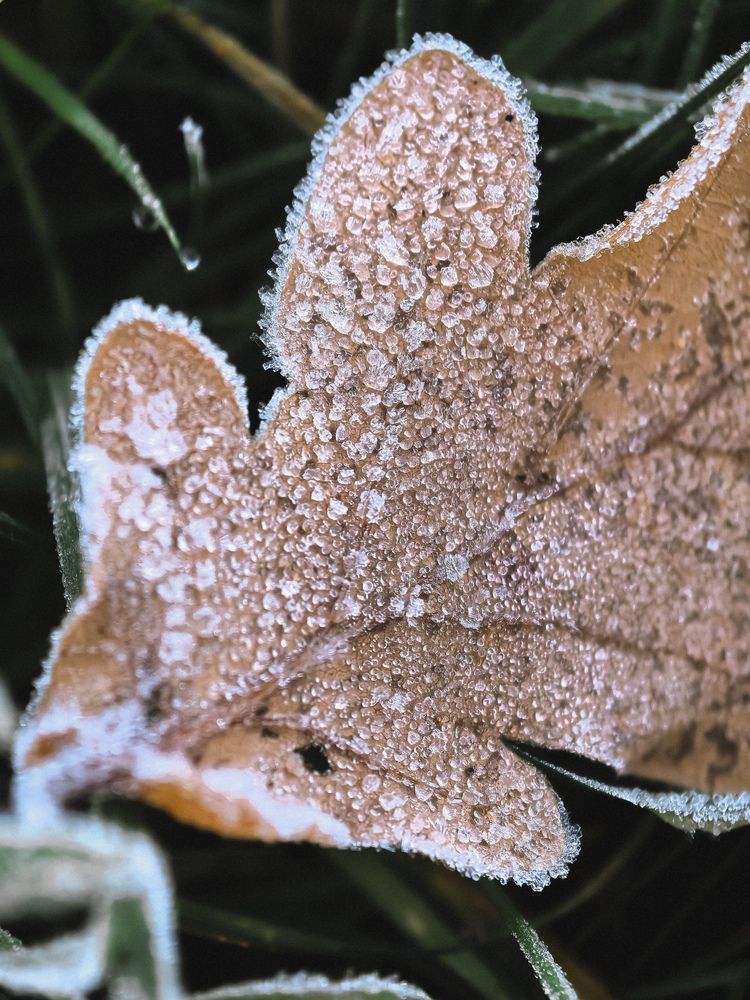 Фотография автора Анна Ворончихина