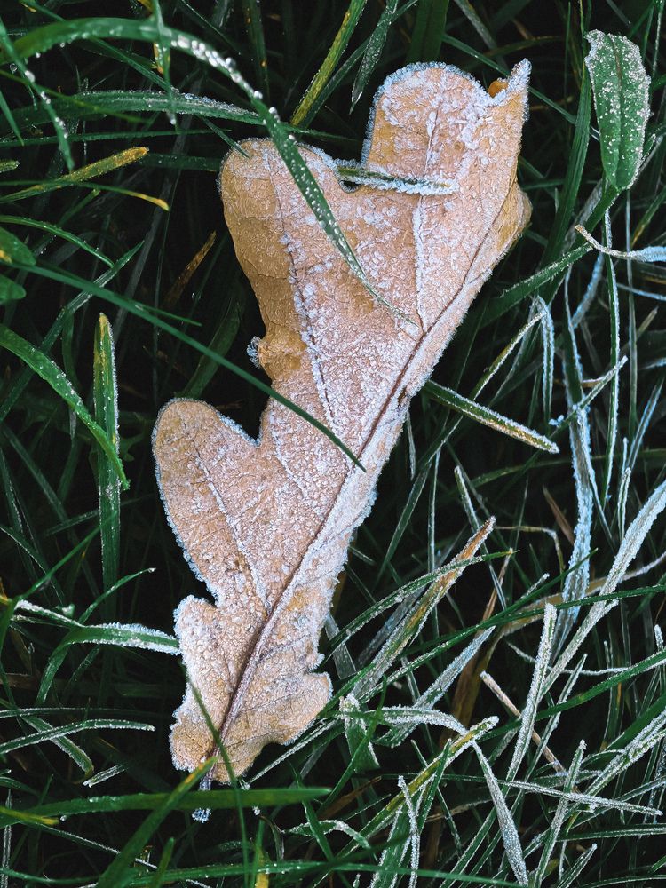 Фотография автора Анна Ворончихина