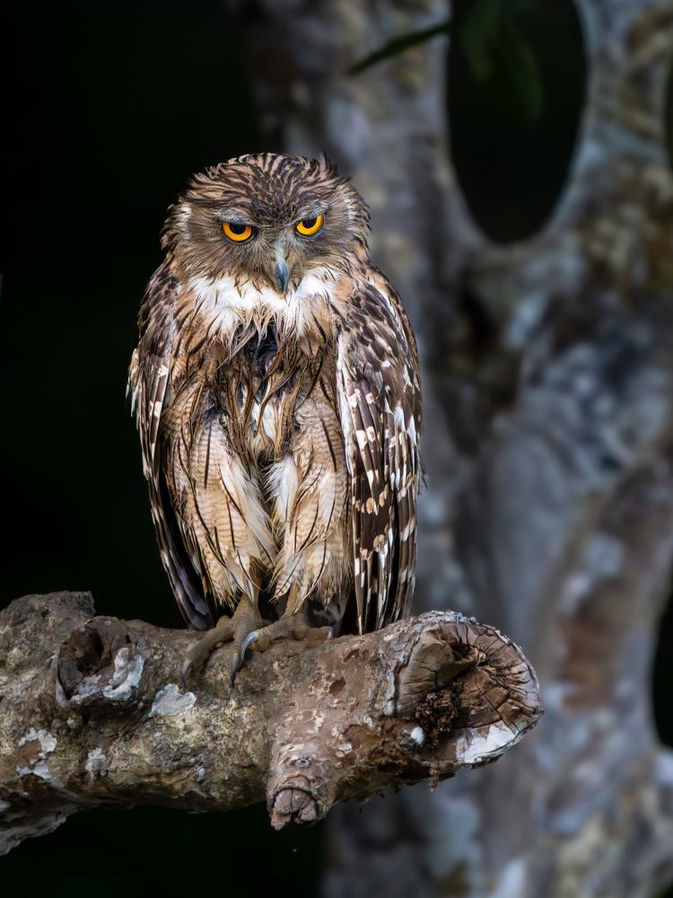 Photograph by Vipin P C