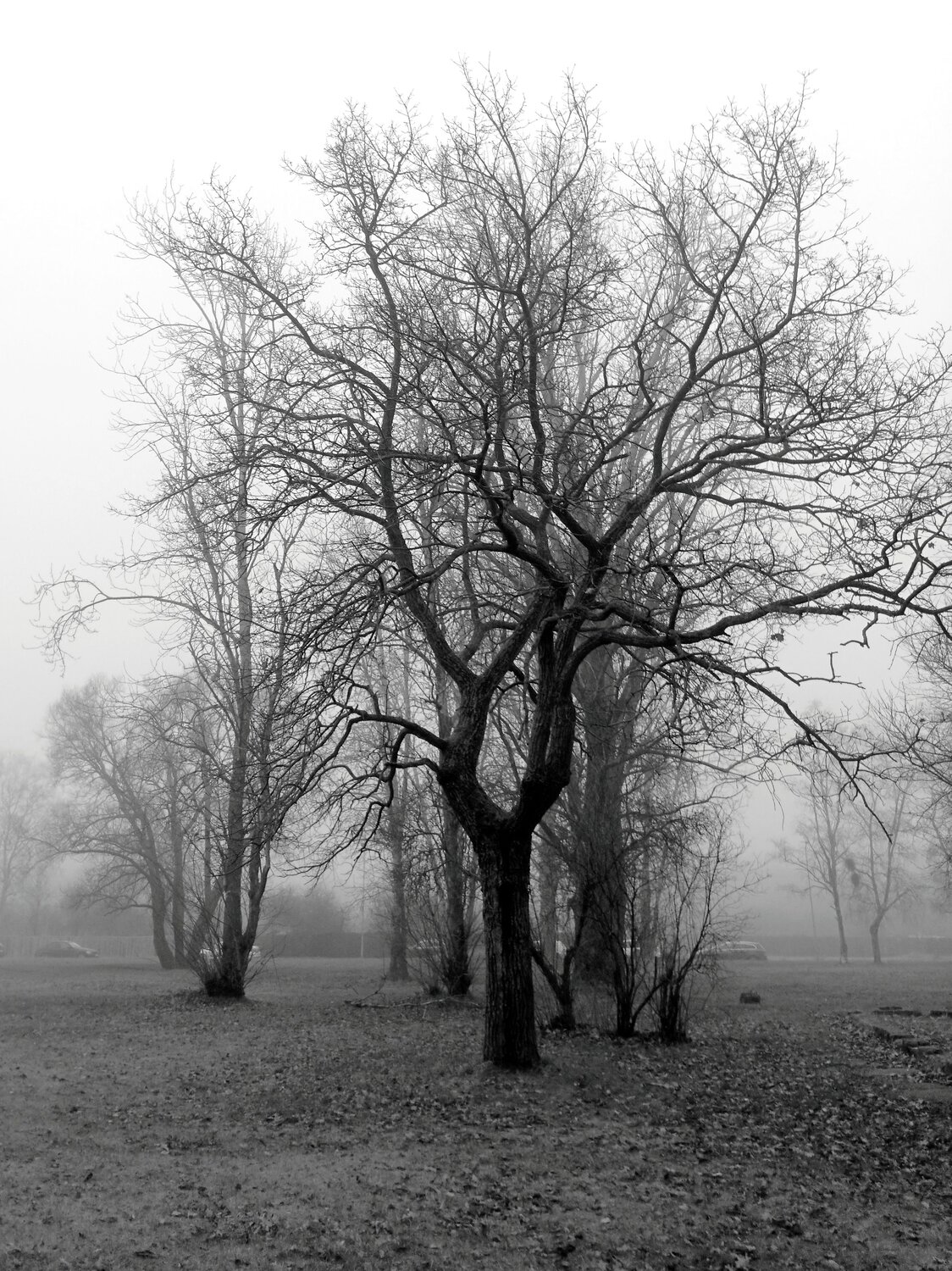Photo #13005677