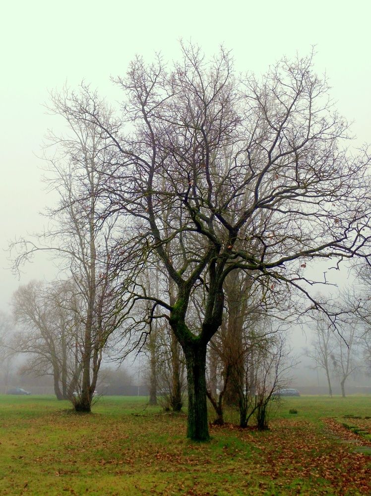 Photo #13005678
