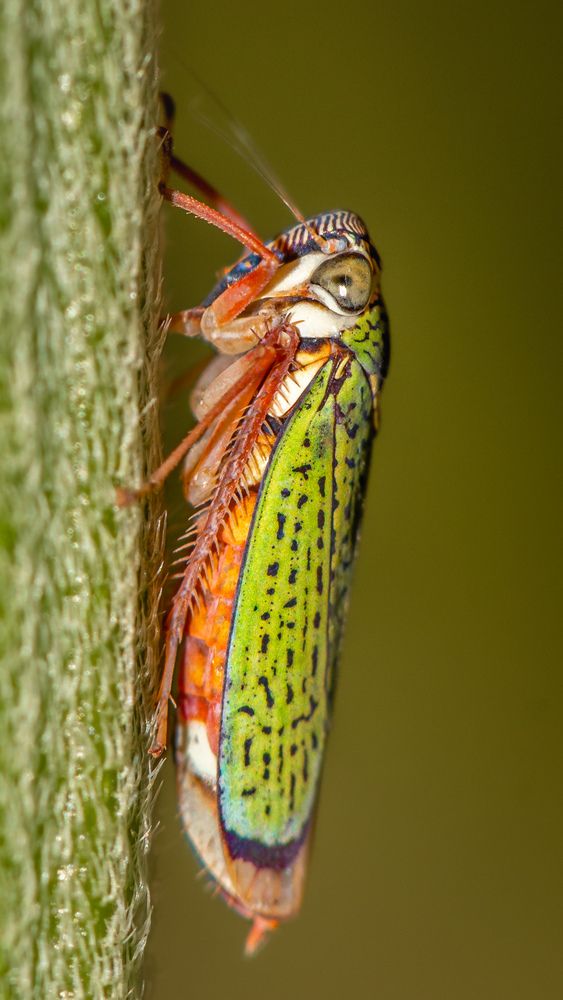 Photograph by Silvio José