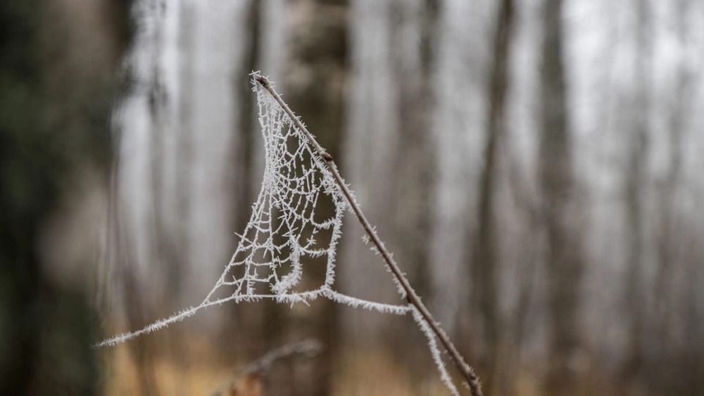 Photograph by Елена Данченко