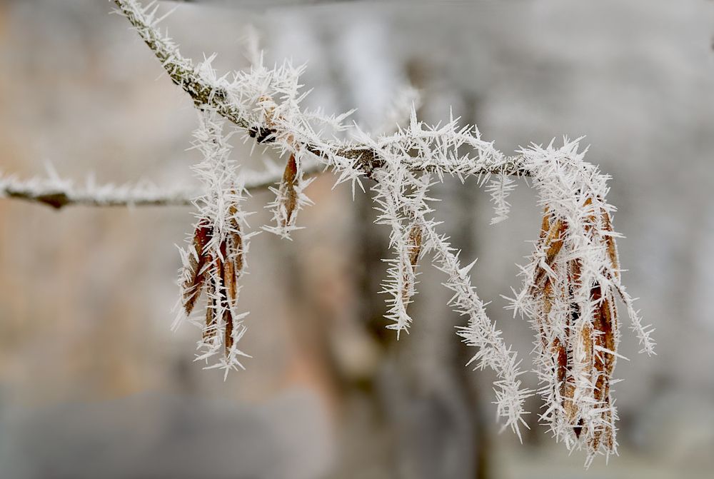 Photograph by Шруб (Беляева) Татьяна