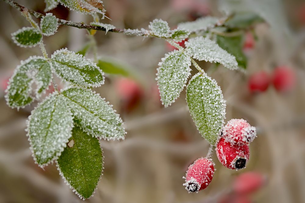 Photograph by Шруб (Беляева) Татьяна