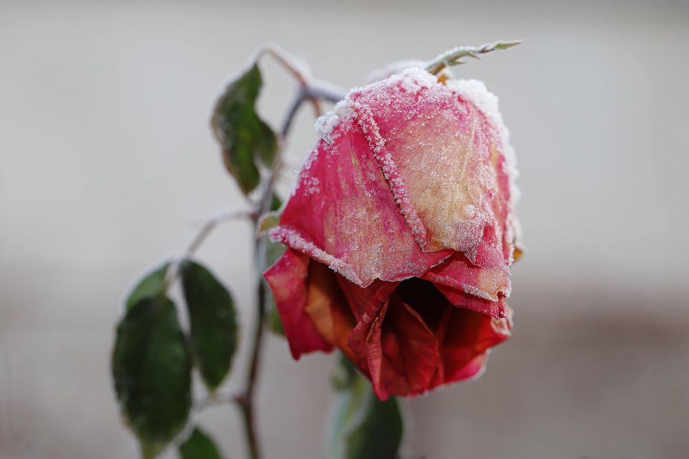 Фотография автора Татьяна Салиева