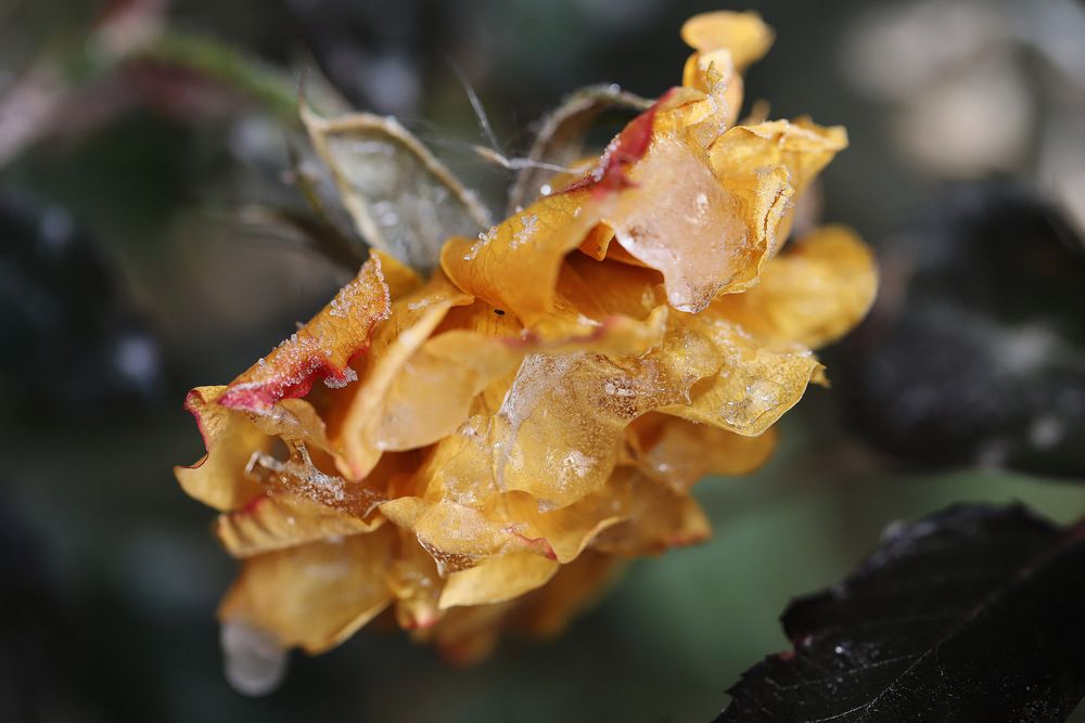 Фотография автора Татьяна Салиева