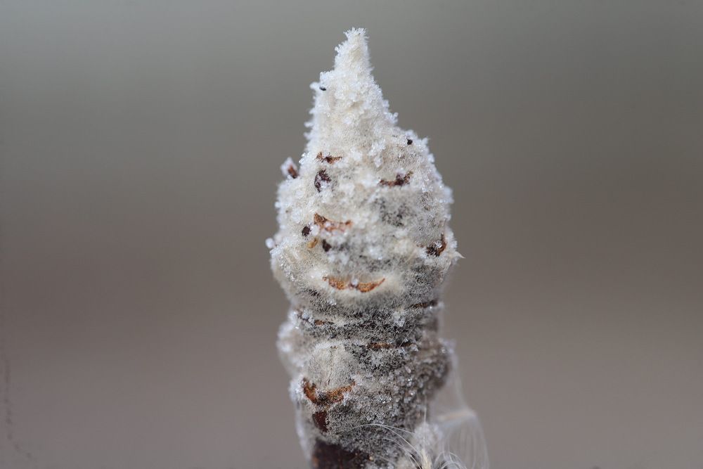 Фотография автора Татьяна Салиева